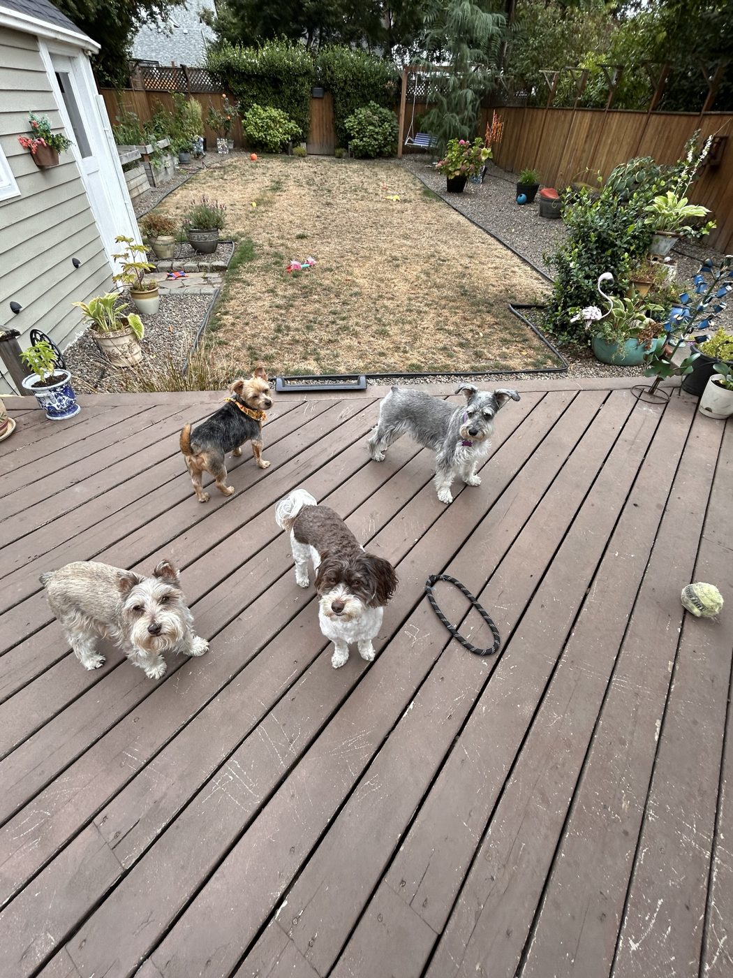 Four dogs gathered on a backyard deck, ready for playtime