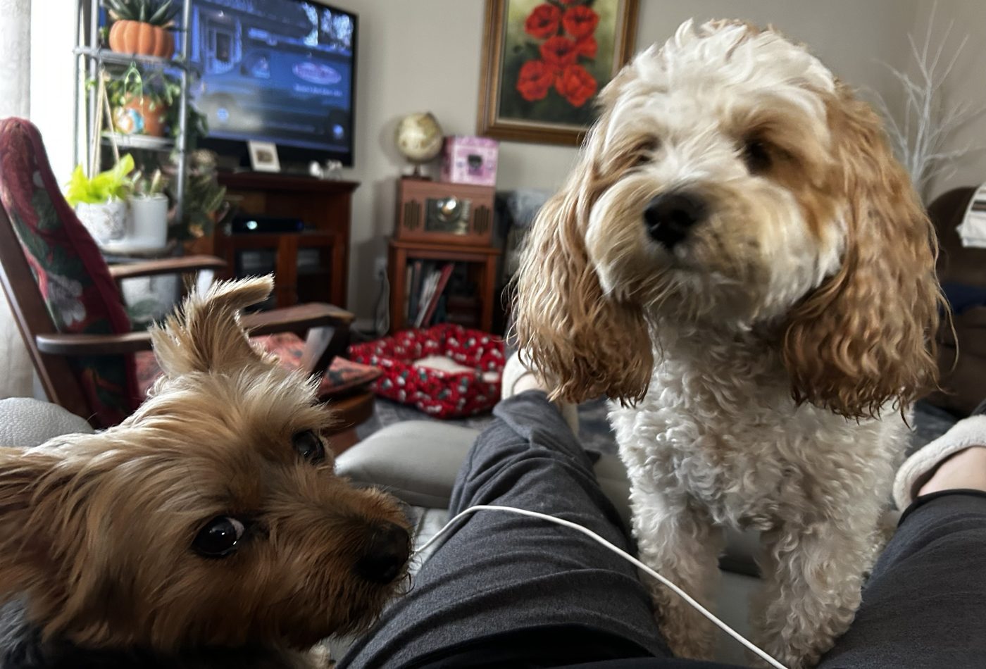 Wilbur sharing the couch with his friend Dottie Lou
