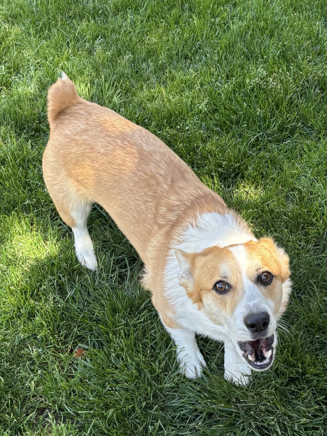 A dog bounding across the grass mid-bark, full of energy
